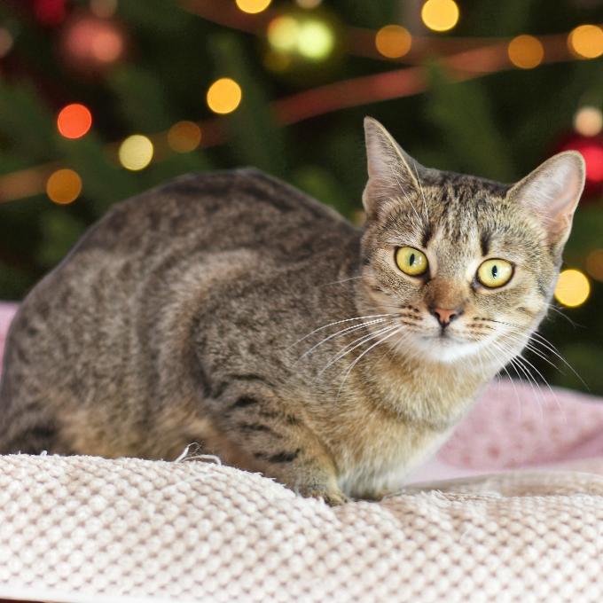 FeLV pozitivní FIP Konvalinka