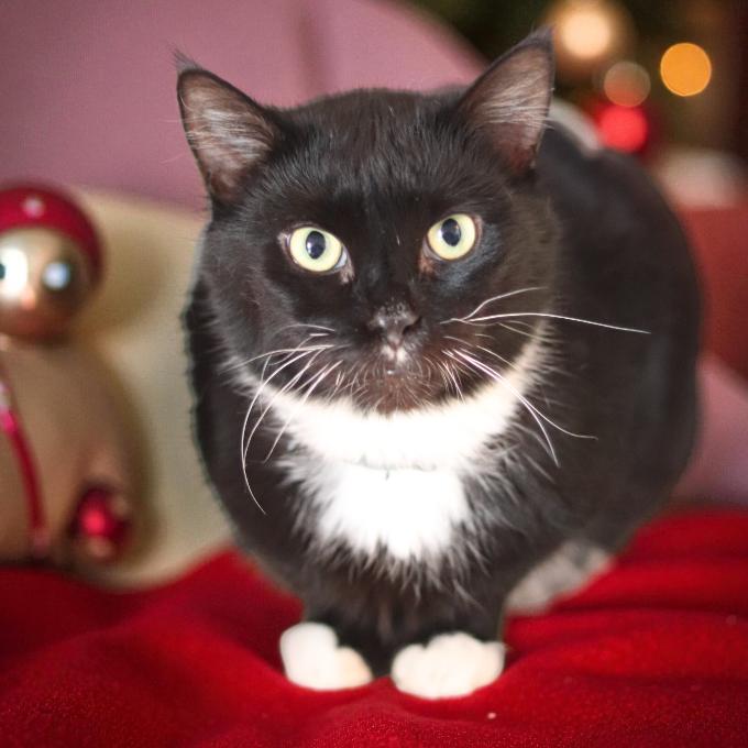 FeLV pozitivní Aidan