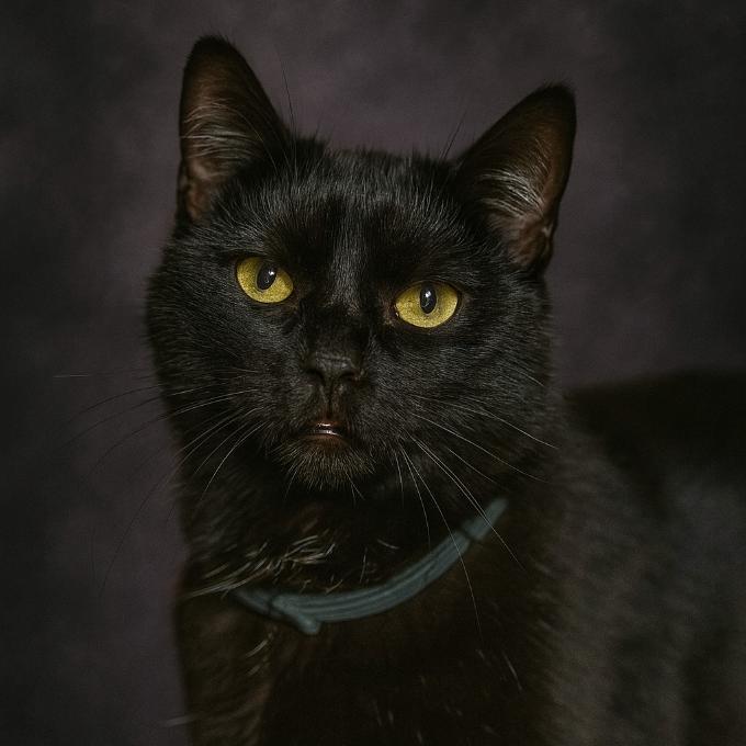 FeLV ledvinář Móricko