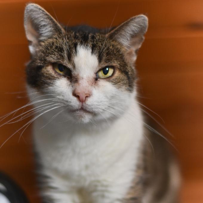 Hluchá babička Líza