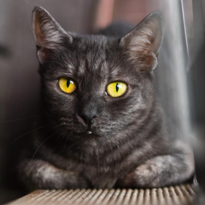 FIV pozitivní Petúnie