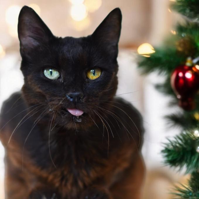 FIV babička Bříza