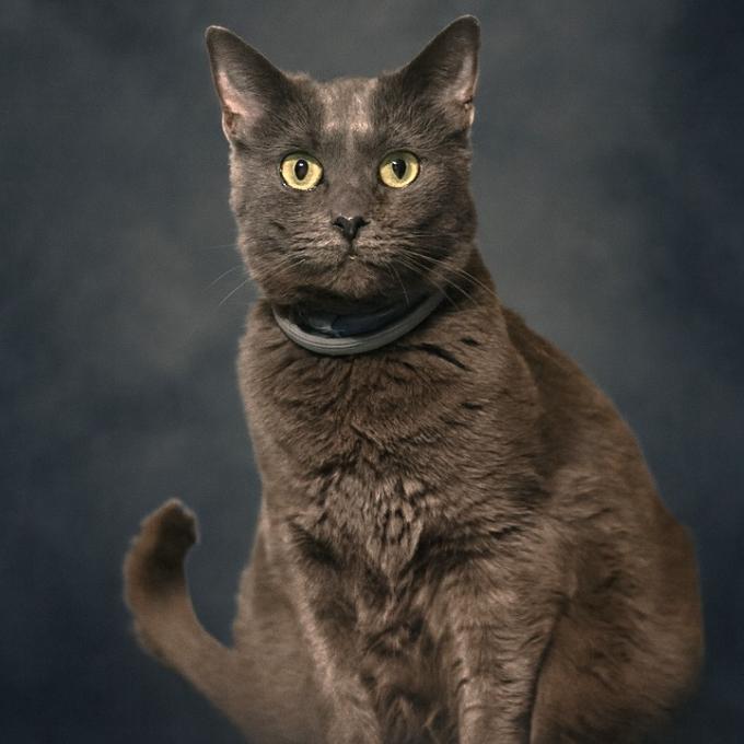 FIV pozitivní Migrid