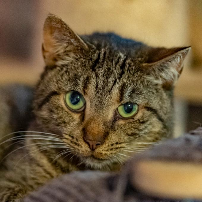 Tamayori z laboratoře