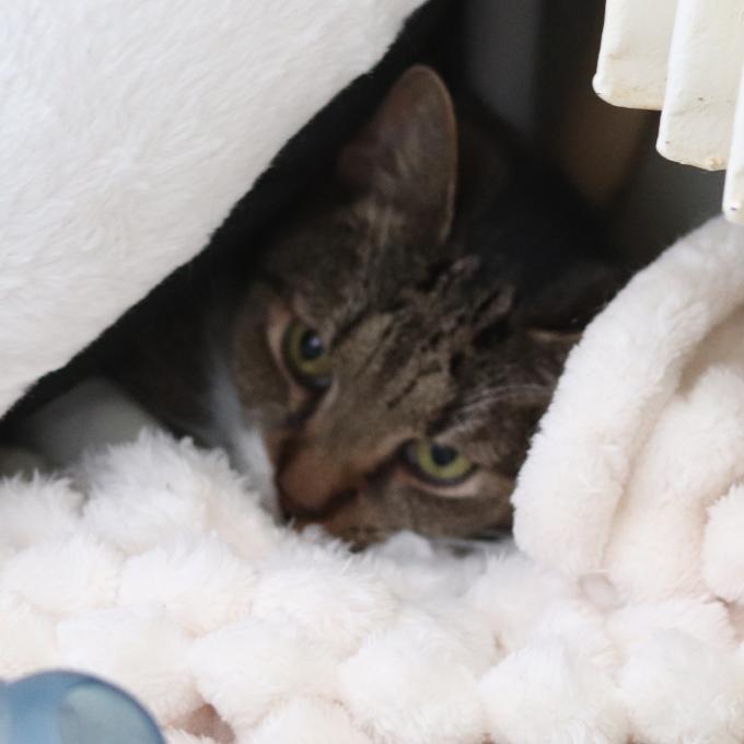 Bojínková Mascarpone