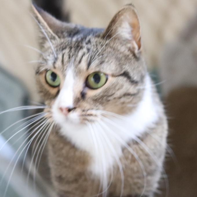 Ultramazlivá Tiramisu