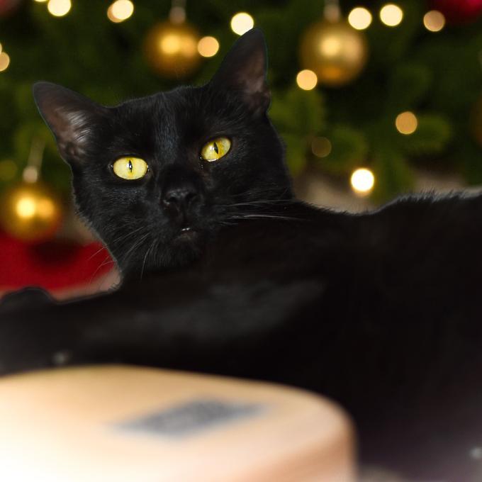 FeLV pozitivní Čertík