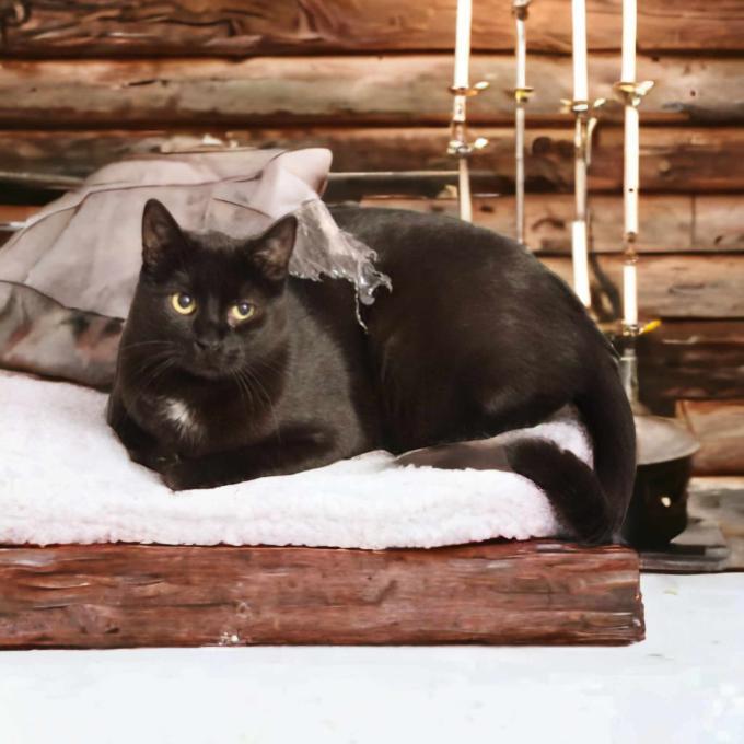 FeLV pozitivní Lucík