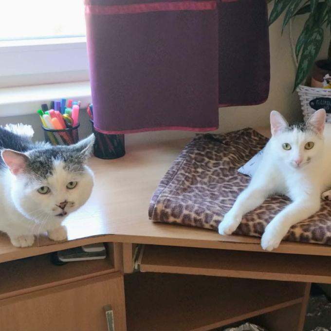 Mňoukalka a Lojzík