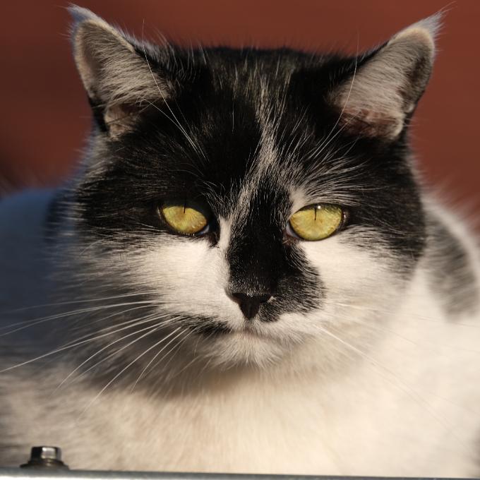 Princezna Koloběžka