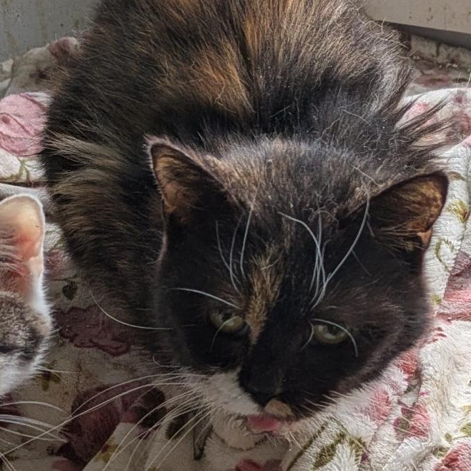 Sněhurka Tříbarevná