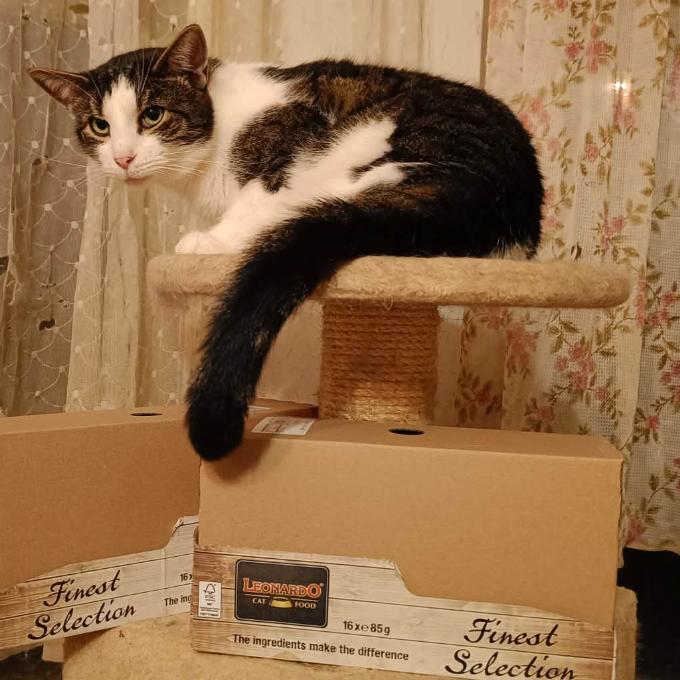 Štefánek třínohý