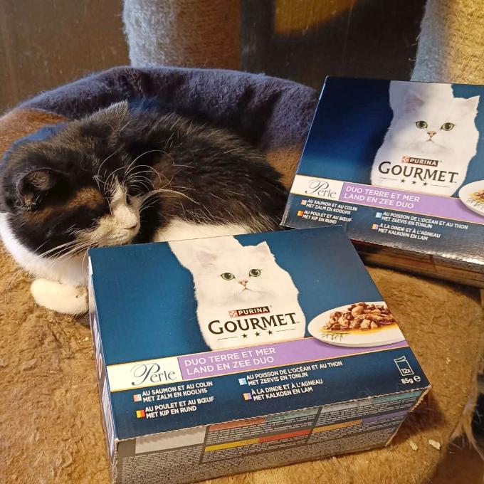 Ronynka epileptička