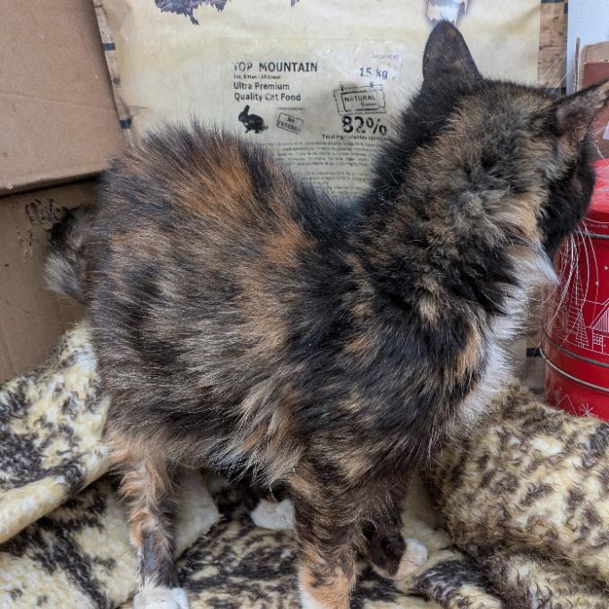 Sněhurka Tříbarevná