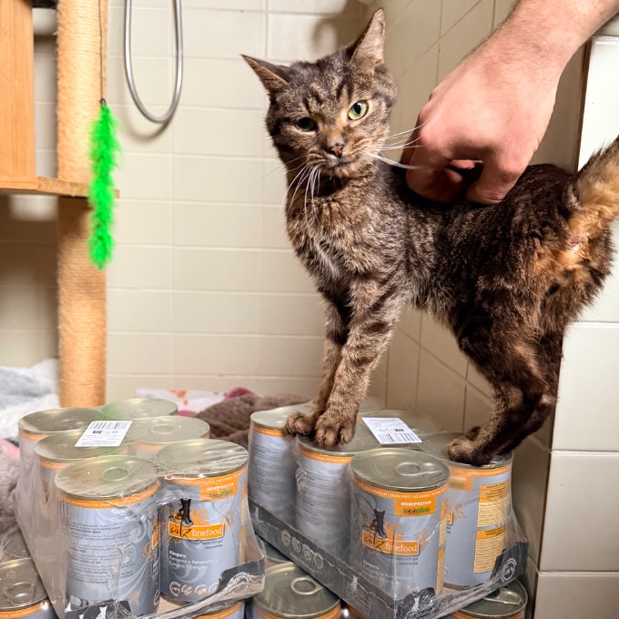 Umírající kocourek Tyli