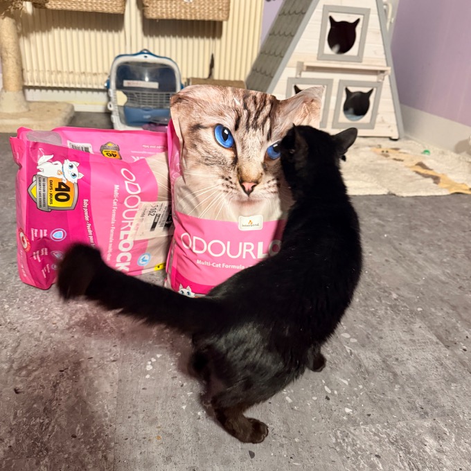 FeLV pozitivní Lucík