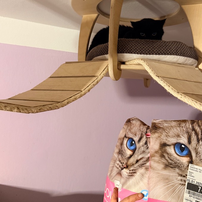 FeLV pozitivní Aidan