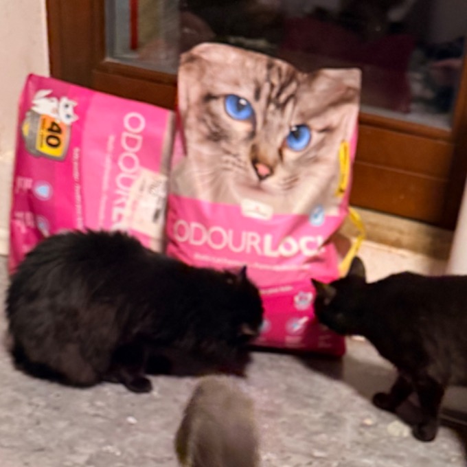 FIV pozitivní Levander