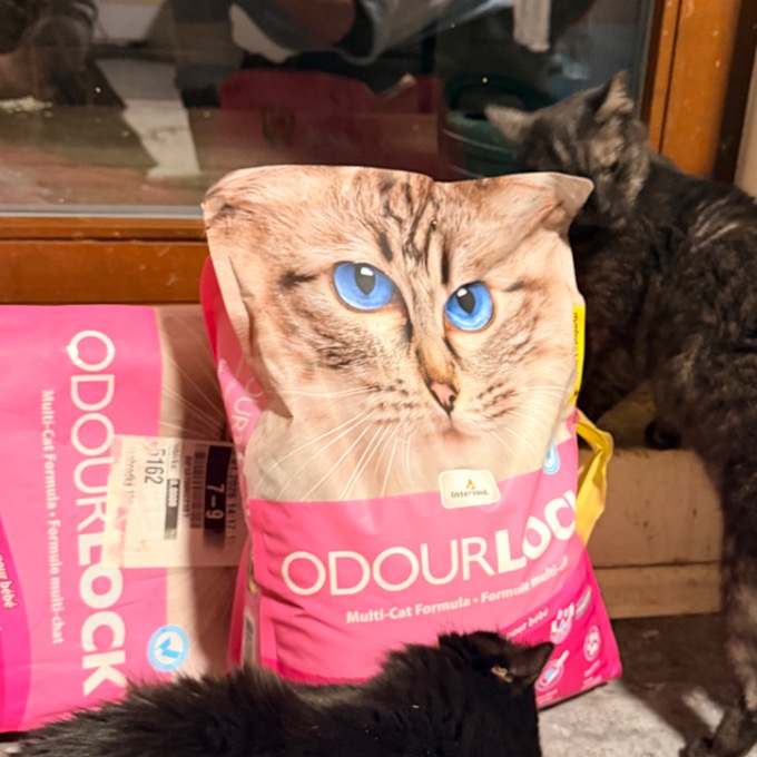 FIV pozitivní Petúnie