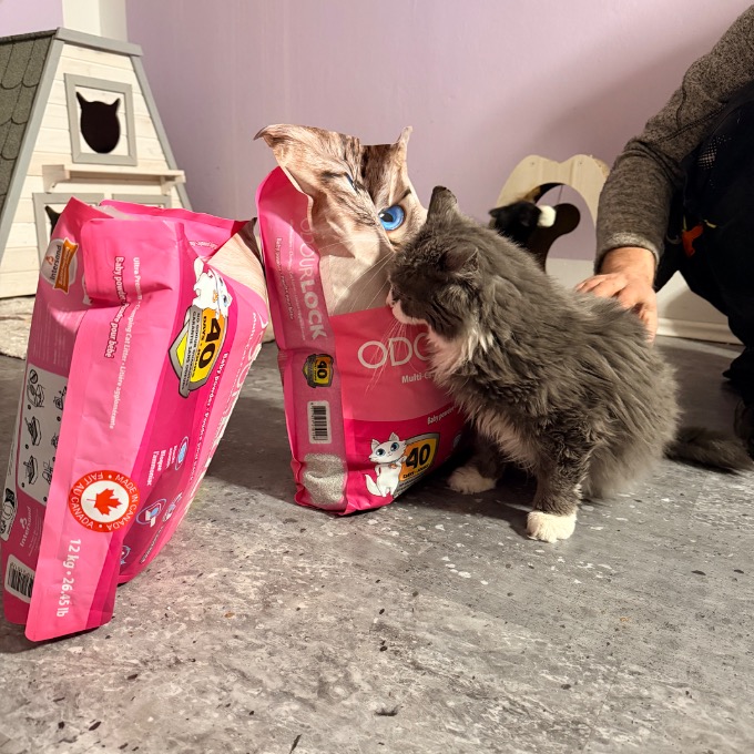 FeLV pozitivní Faust