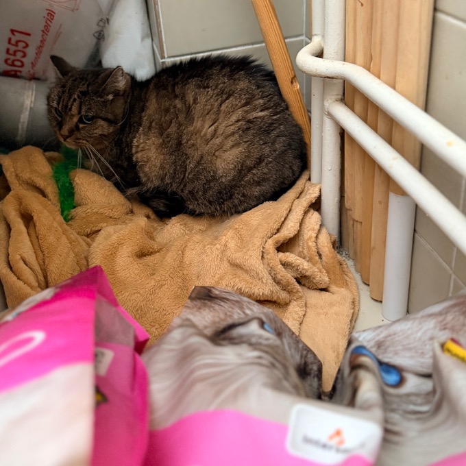 Opuštěná babička Britney