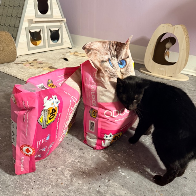 FeLV ledvinář Móricko