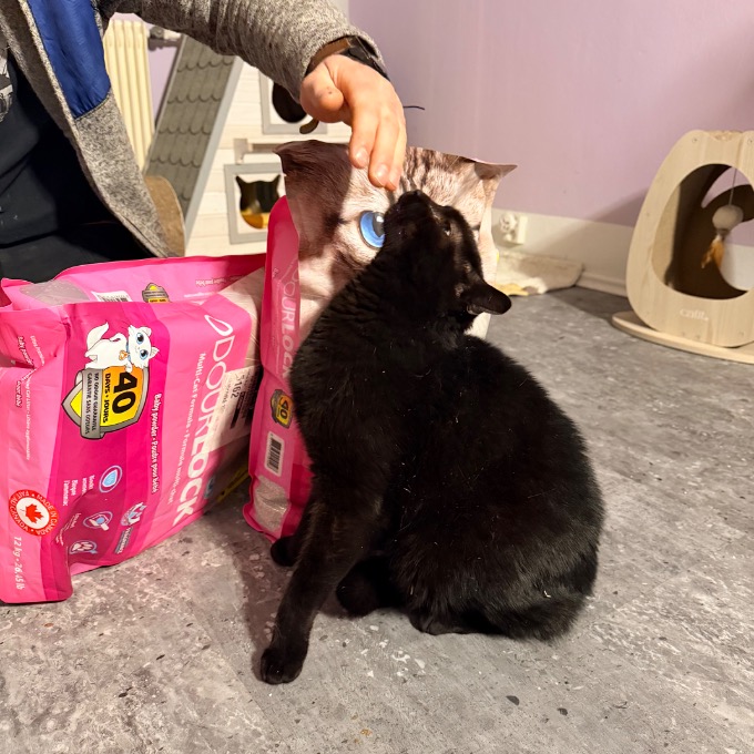 FeLV pozitivní Čertík