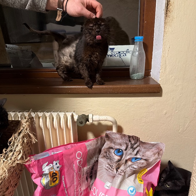 FIV bebíčková Frigg Krysíků