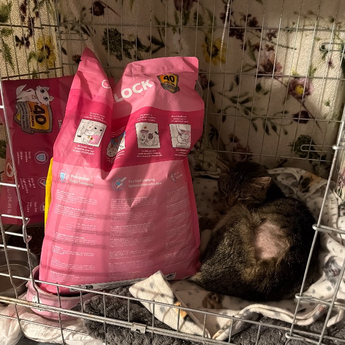 Nemocný FeLV pozitivní Tristan