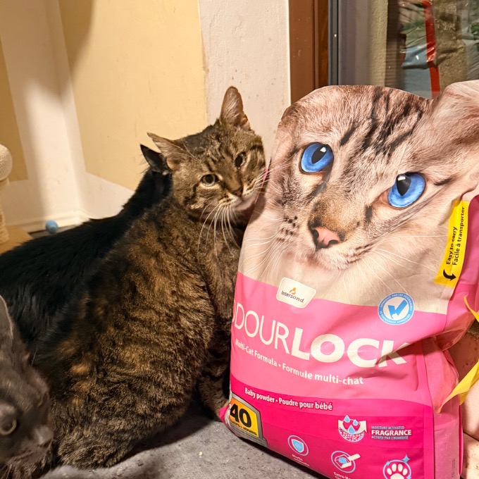 FIV pozitivní Čerchán