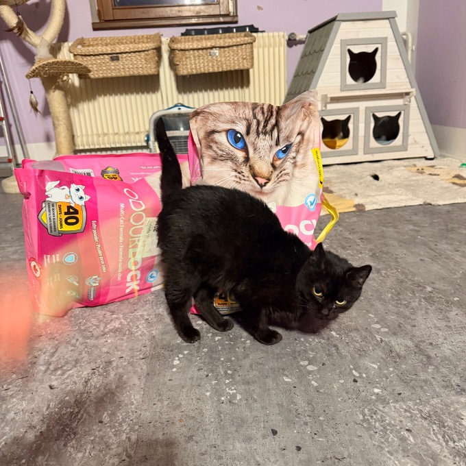 FeLV marodík Anýzka