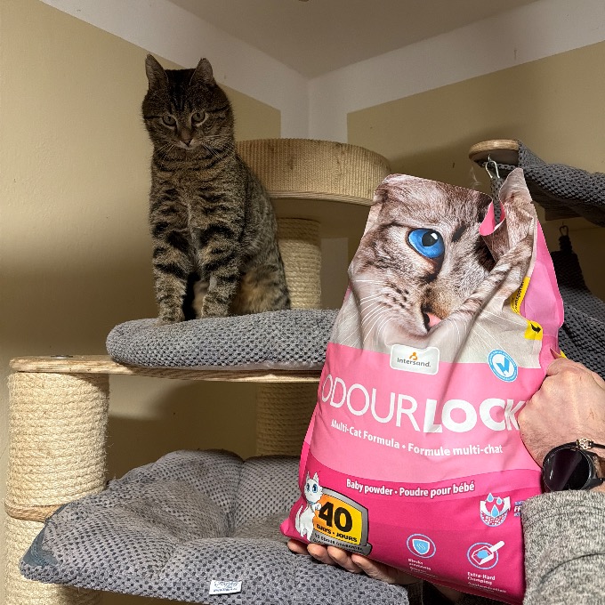 FIV pozitivní Jindříšek