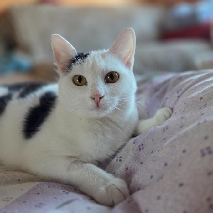 Lucinka