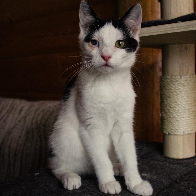Pongo