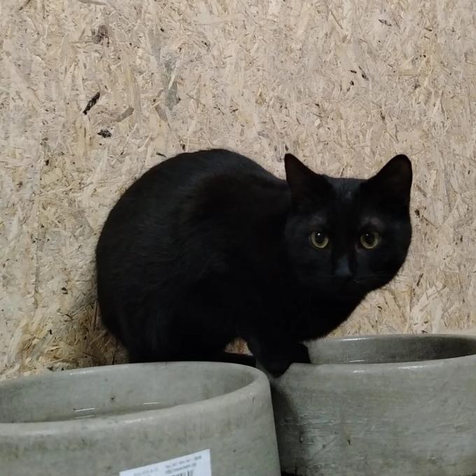 Čenda