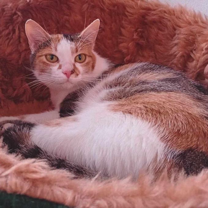 Pepina