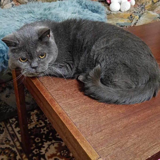 Mišu