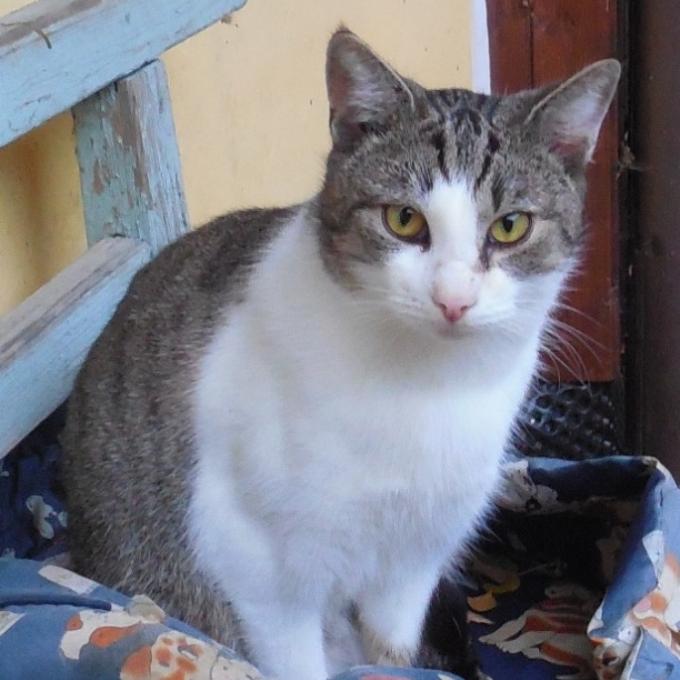 Fanoušek