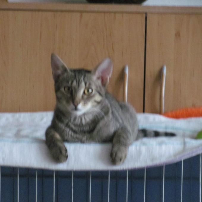 Boris