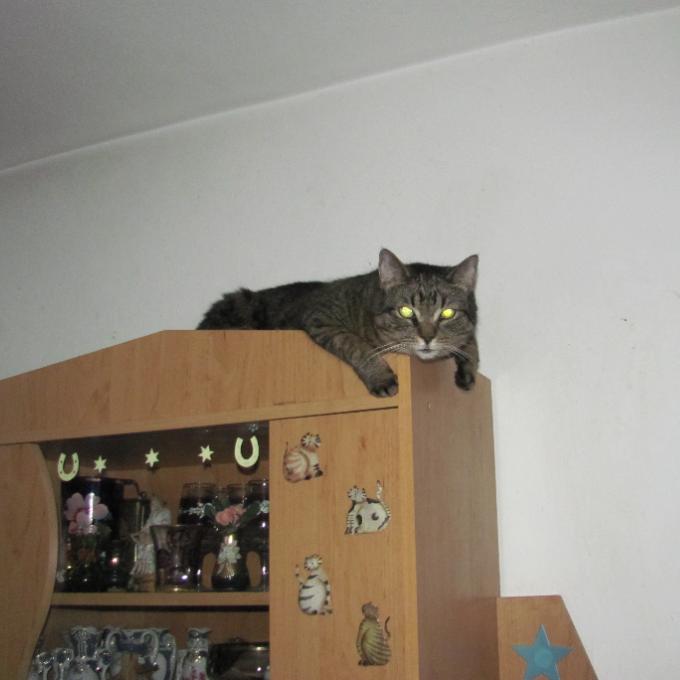 Micinka