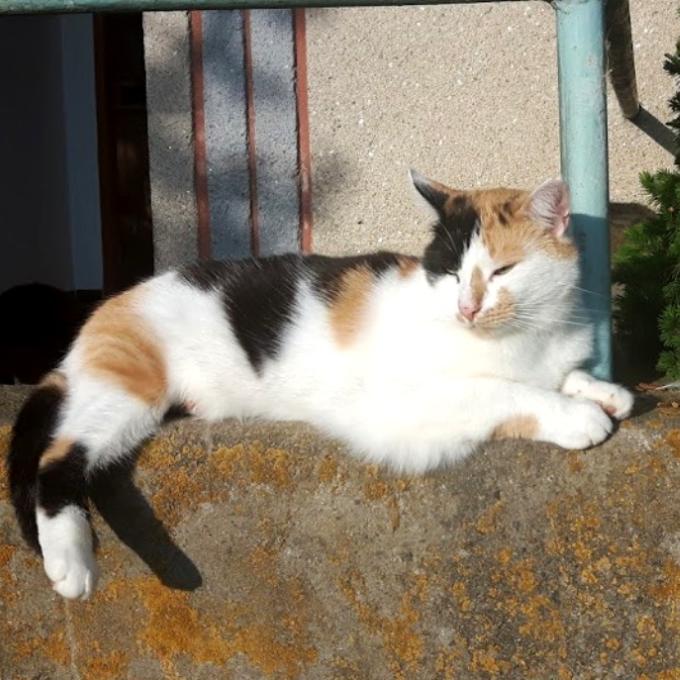 Jituška