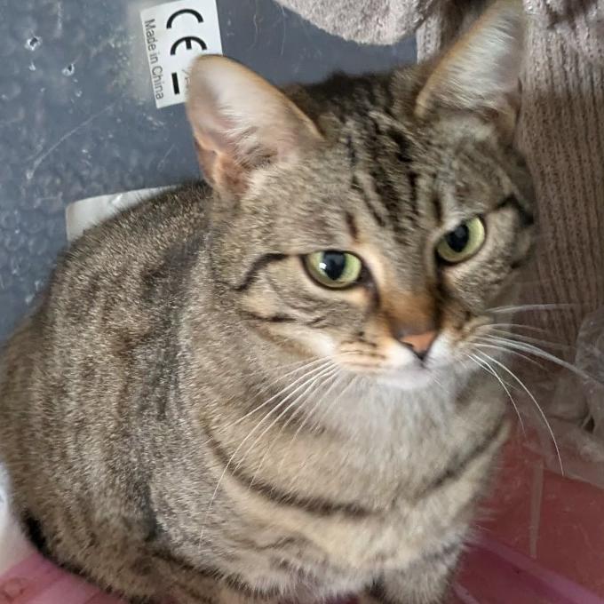 Hera