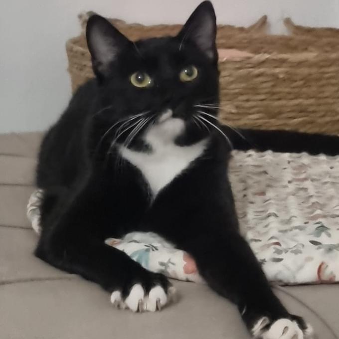 Simon