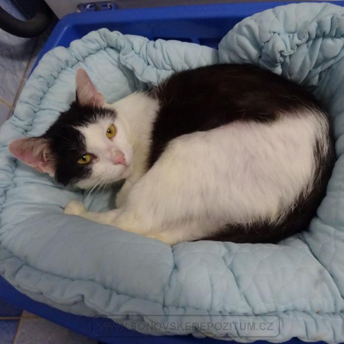 Pacínek Packa