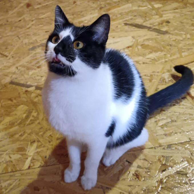 Bubáček