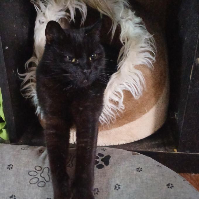 Elsa