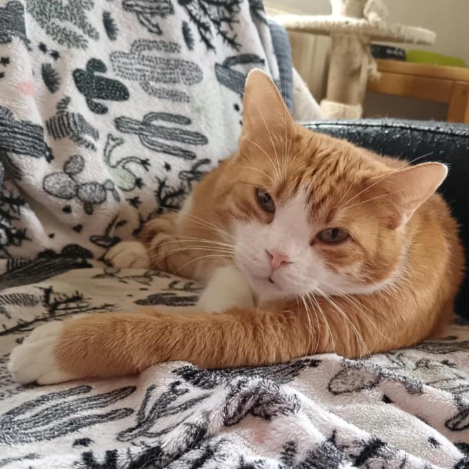 Vilík