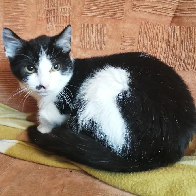 Bozita