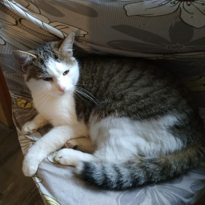 Miki