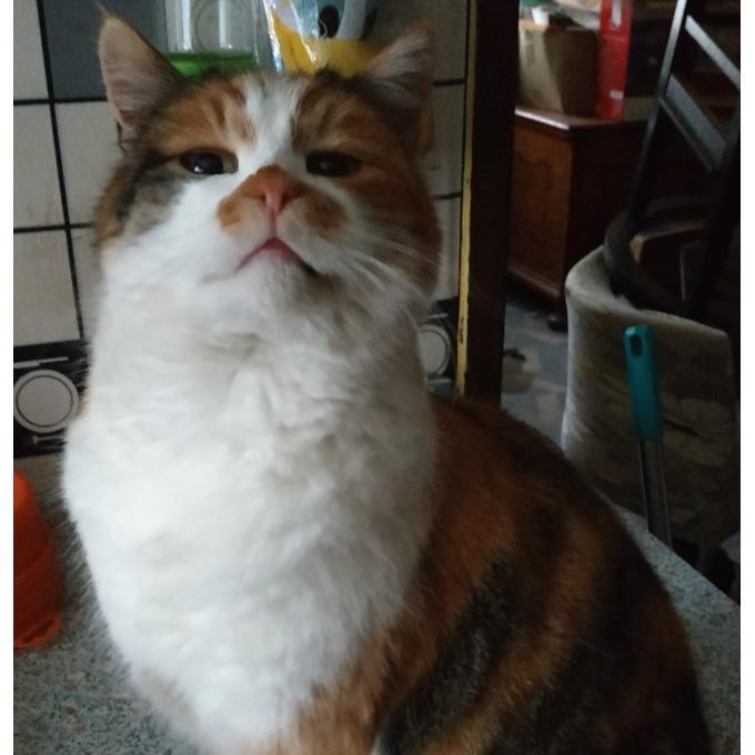 Didi